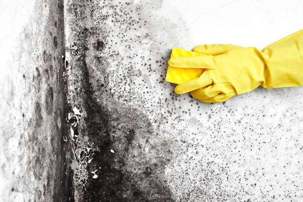 Best Forensic Mold Investigation  in Vassar College, NY